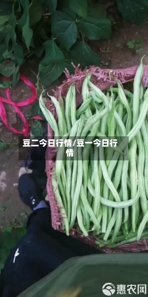 豆二今日行情/豆一今日行情