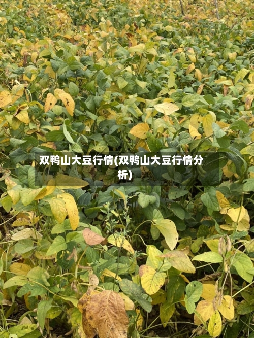 双鸭山大豆行情(双鸭山大豆行情分析)