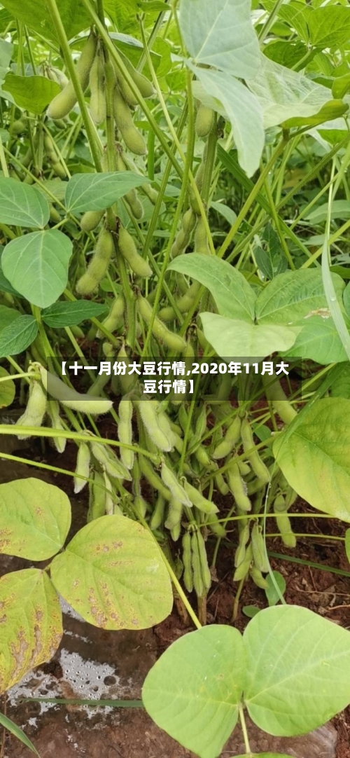 【十一月份大豆行情,2020年11月大豆行情】