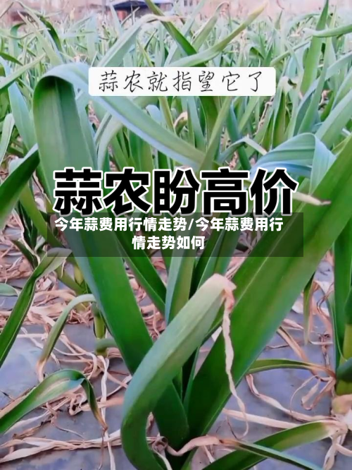 今年蒜费用行情走势/今年蒜费用行情走势如何