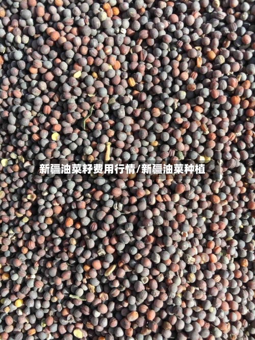 新疆油菜籽费用行情/新疆油菜种植-第1张图片