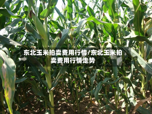 东北玉米拍卖费用行情/东北玉米拍卖费用行情走势