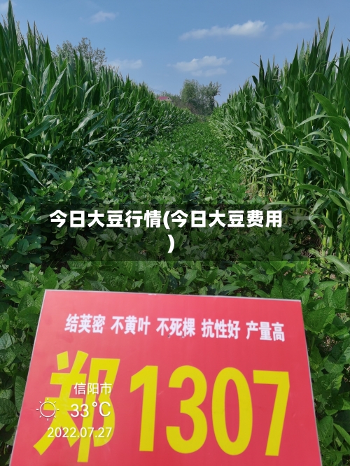 今日大豆行情(今日大豆费用)