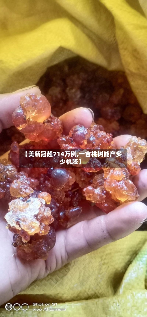 【美新冠超714万例,一亩桃树能产多少桃胶】