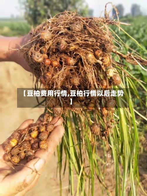 【豆柏费用行情,豆柏行情以后走势】-第3张图片