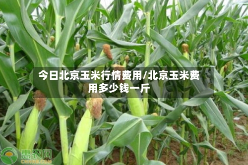 今日北京玉米行情费用/北京玉米费用多少钱一斤-第2张图片