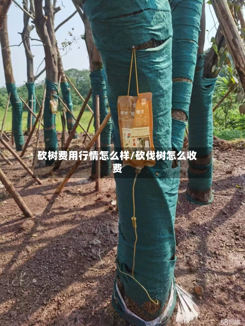砍树费用行情怎么样/砍伐树怎么收费