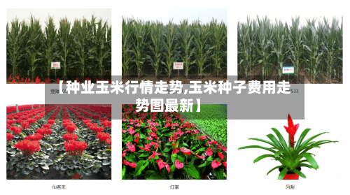 【种业玉米行情走势,玉米种子费用走势图最新】-第3张图片