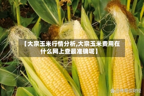【大宗玉米行情分析,大宗玉米费用在什么网上查最准确呢】