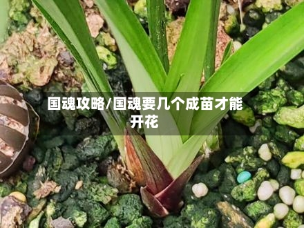 国魂攻略/国魂要几个成苗才能开花-第2张图片