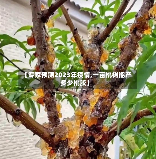 【专家预测2023年疫情,一亩桃树能产多少桃胶】-第1张图片