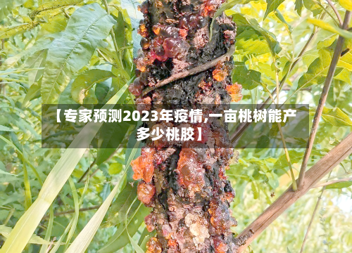 【专家预测2023年疫情,一亩桃树能产多少桃胶】-第3张图片