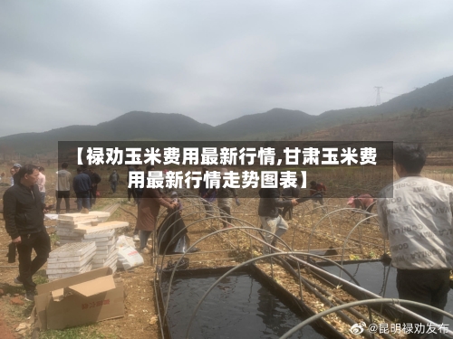 【禄劝玉米费用最新行情,甘肃玉米费用最新行情走势图表】-第3张图片