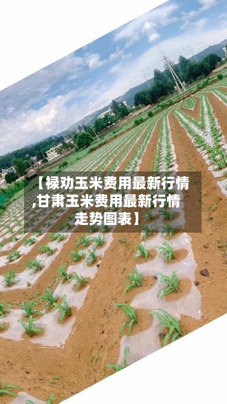 【禄劝玉米费用最新行情,甘肃玉米费用最新行情走势图表】-第2张图片