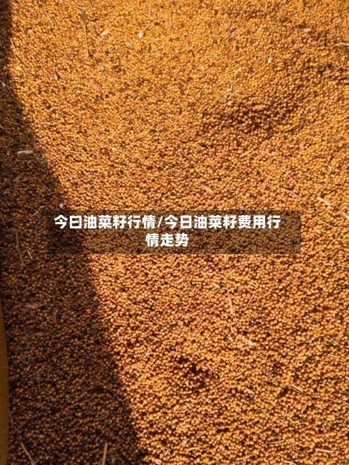 今曰油菜籽行情/今日油菜籽费用行情走势