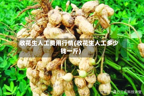 收花生人工费用行情(收花生人工多少钱一斤)-第2张图片